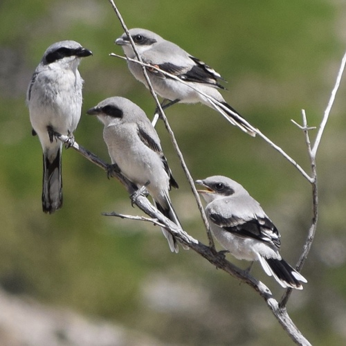 Loggerhead Shrike