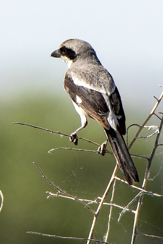 Loggerhead Shrike