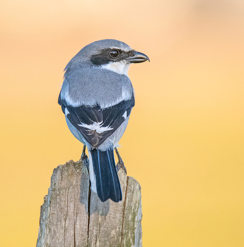 Loggerhead Shrike