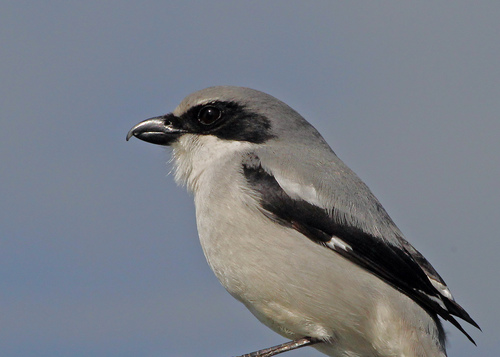 Loggerhead Shrike