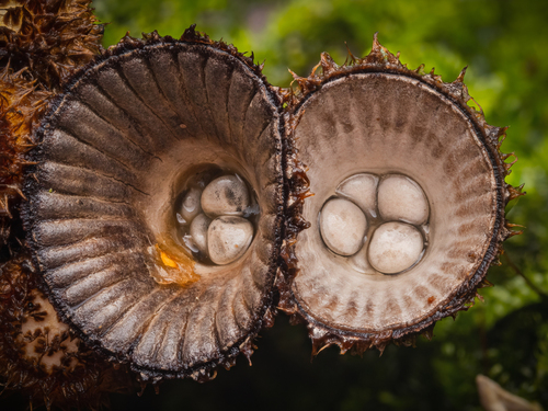 fluted bird's nest fungus