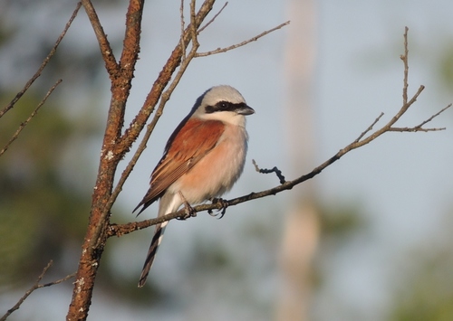 Red-backed Shrike