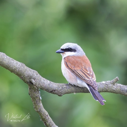 Red-backed Shrike