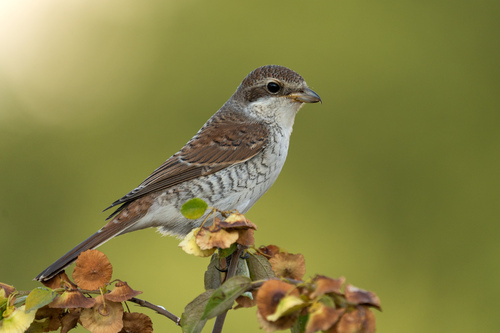 Red-backed Shrike