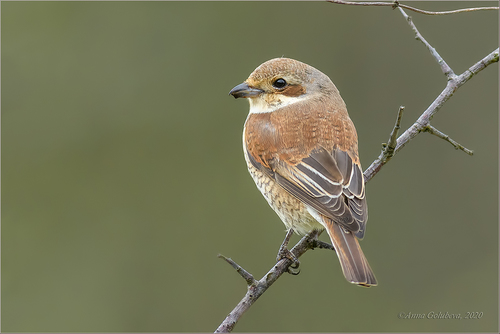 Red-backed Shrike