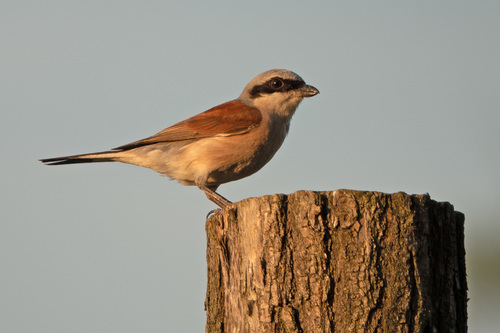Red-backed Shrike