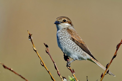 Red-backed Shrike