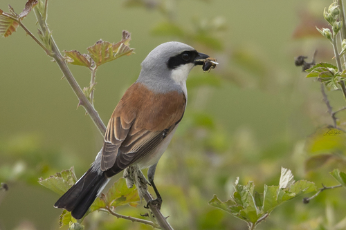 Red-backed Shrike