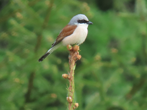 Red-backed Shrike