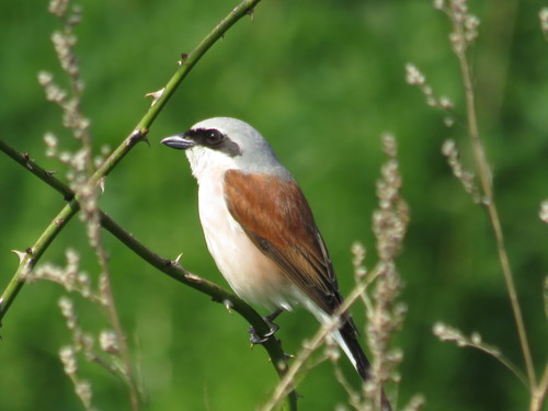 Red-backed Shrike