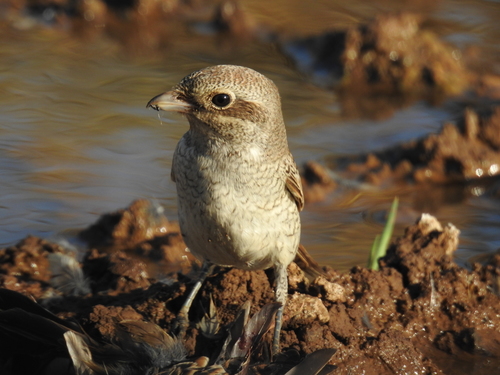 Red-backed Shrike