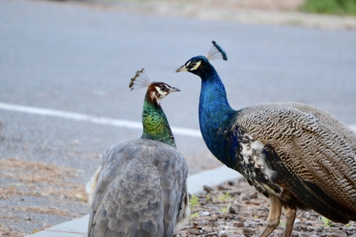 Indian Peafowl