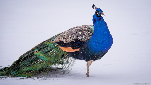 Indian Peafowl