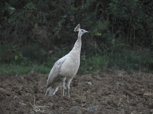 Indian Peafowl
