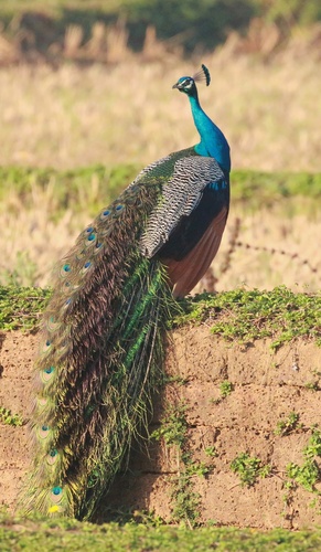 Indian Peafowl