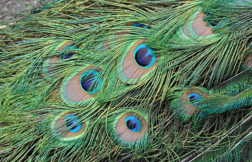 Indian Peafowl