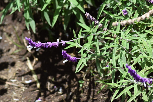 Mexican Bush Sage