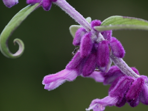 Mexican Bush Sage