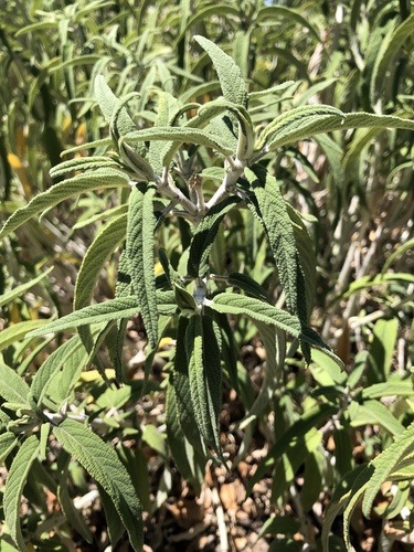 Mexican Bush Sage