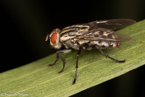 Common Flesh Flies