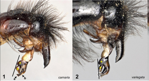Common Flesh Flies