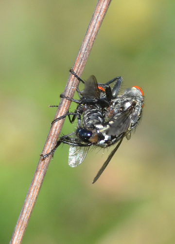 Common Flesh Flies