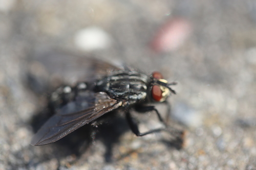 Common Flesh Flies