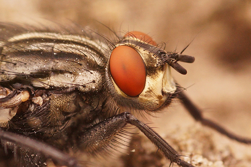Common Flesh Flies