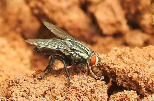 Common Flesh Flies