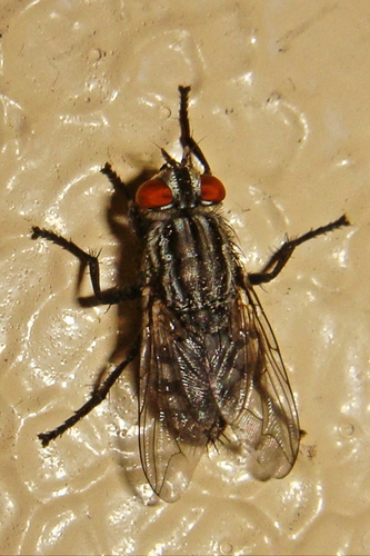 Common Flesh Flies