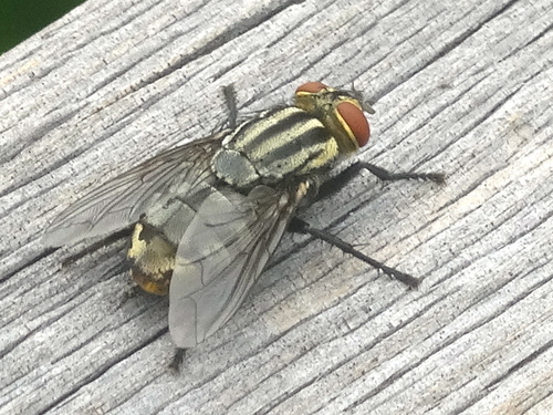 Common Flesh Flies