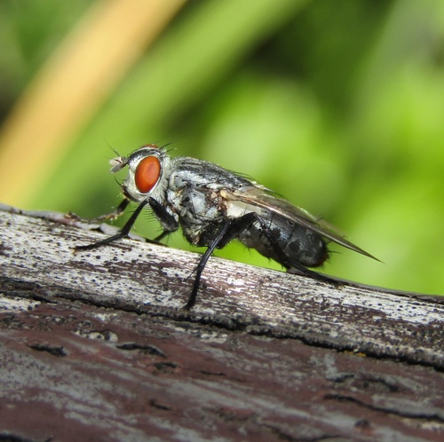 Common Flesh Flies