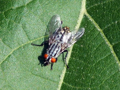 Common Flesh Flies