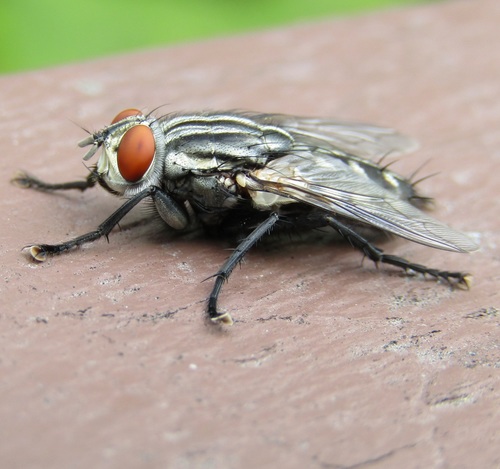 Common Flesh Flies