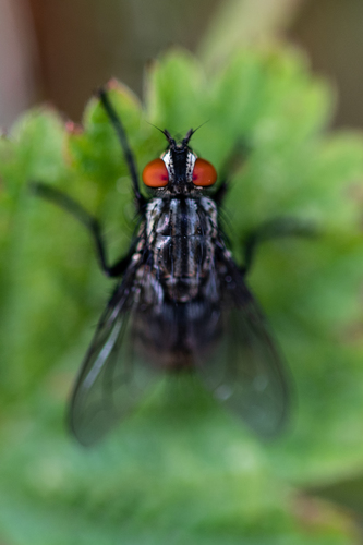 Common Flesh Flies