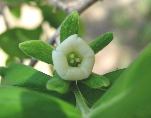 Texas Persimmon