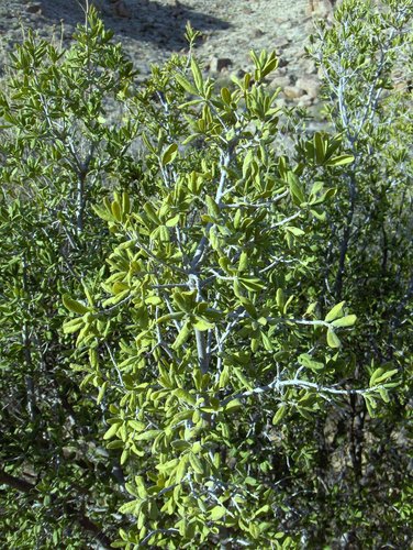 Texas Persimmon