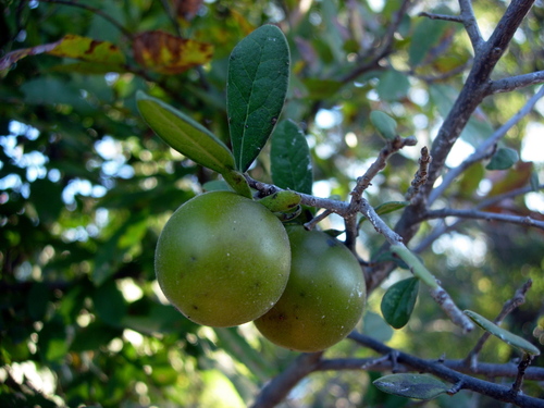 Texas Persimmon