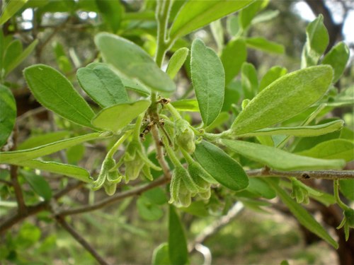Texas Persimmon