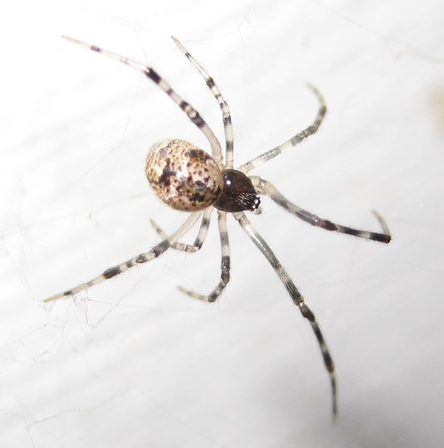 Common House Spider