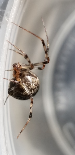 Common House Spider