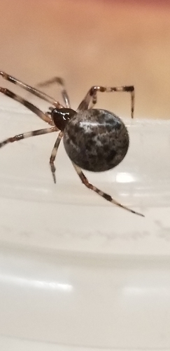 Common House Spider