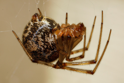 Colourful Comb-footed Spiders