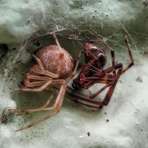 Colourful Comb-footed Spiders