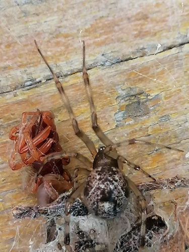 Colourful Comb-footed Spiders