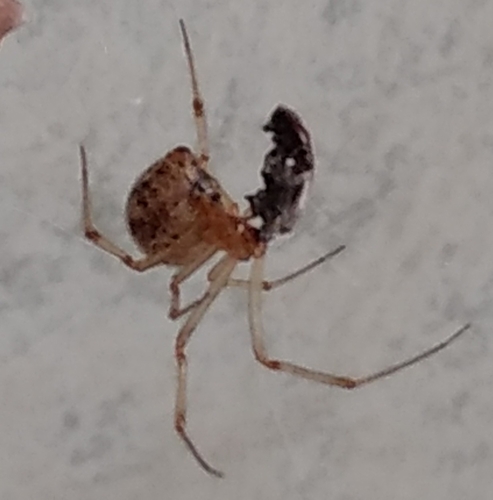 Colourful Comb-footed Spiders