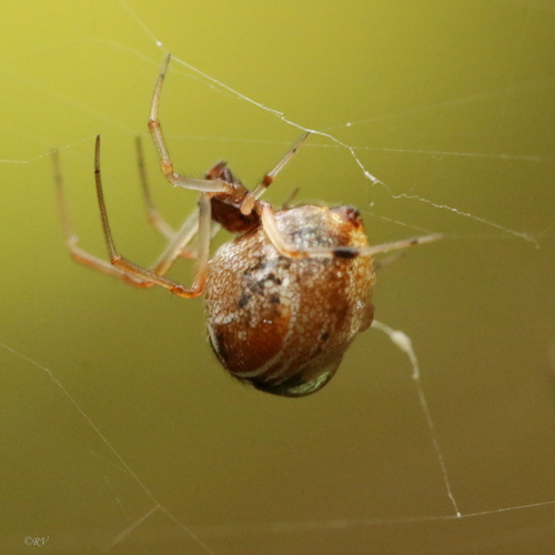 Colourful Comb-footed Spiders