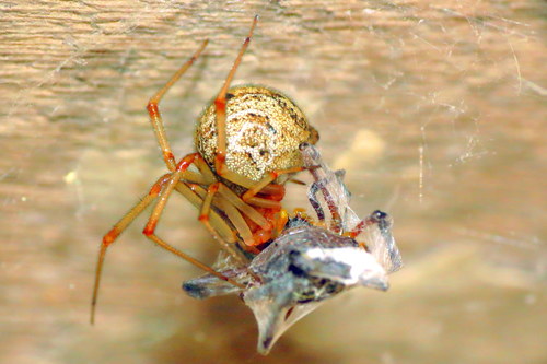 Colourful Comb-footed Spiders