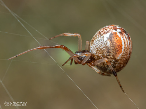 Colourful Comb-footed Spiders