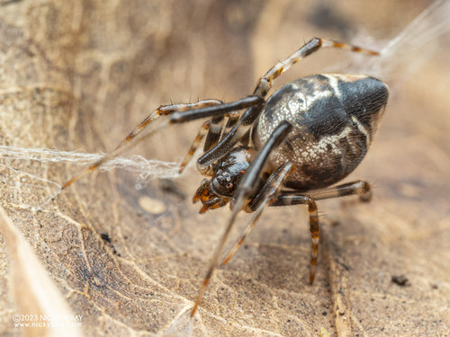 Colourful Comb-footed Spiders
